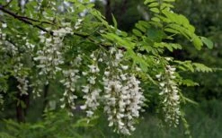 Black Locust Tree - 3 Gallon Pot -Wilson Bros Gardens robinia pseudoacacia black locust tree 15