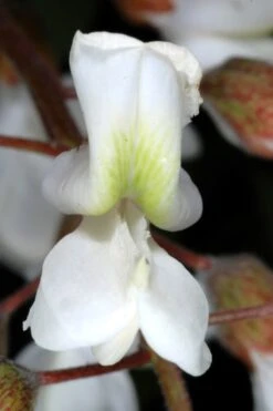 Black Locust Tree - 3 Gallon Pot -Wilson Bros Gardens robinia pseudoacacia black locust tree 2