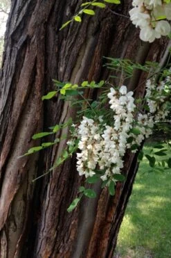 Black Locust Tree - 3 Gallon Pot -Wilson Bros Gardens robinia pseudoacacia black locust tree 20