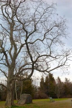 Black Locust Tree - 3 Gallon Pot -Wilson Bros Gardens robinia pseudoacacia black locust tree 4