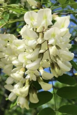Black Locust Tree - 3 Gallon Pot -Wilson Bros Gardens robinia pseudoacacia black locust tree 6