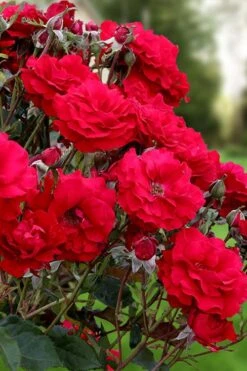 Oh My! Floribunda Tree Rose - 7 Gallon Pot 9 Oh My! Floribunda Tree Rose - 7 Gallon Pot -Wilson Bros Gardens rosa oh my floribunda rose 2