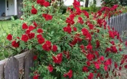 Red Cascade Miniature Climbing Rose - 2.5 Quart Pot -Wilson Bros Gardens rosa red cascade rose 100