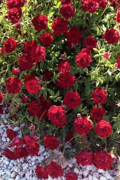 Red Cascade Miniature Climbing Rose - 2.5 Quart Pot -Wilson Bros Gardens rosa red cascade rose 101