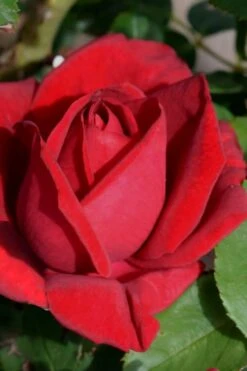 Easy Elegance Kashmir Rose - 7 Gallon Pot -Wilson Bros Gardens rose easy elegance kasmhir 1