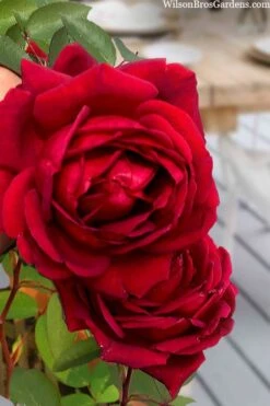 Easy Elegance Kashmir Rose - 7 Gallon Pot -Wilson Bros Gardens rose easy elegance kasmhir 2