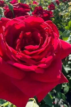 Easy Elegance Kashmir Rose - 7 Gallon Pot -Wilson Bros Gardens rose easy elegance kasmhir 3