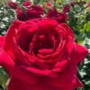 Easy Elegance Kashmir Rose - 7 Gallon Pot -Wilson Bros Gardens rose easy elegance kasmhir 4
