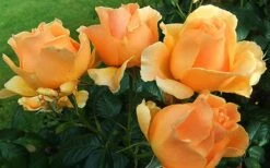 Easy Going Rose - 3 Gallon Pot -Wilson Bros Gardens rose easy going 2 800x500 1