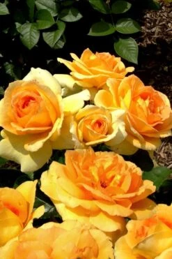 Easy Going Rose - 3 Gallon Pot -Wilson Bros Gardens rose easy going 20