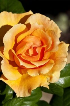 Easy Going Rose - 3 Gallon Pot -Wilson Bros Gardens rose easy going 21