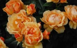 Easy Going Rose - 3 Gallon Pot -Wilson Bros Gardens rose easy going 22