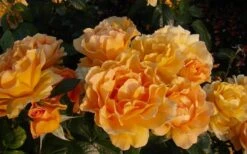 Easy Going Rose - 3 Gallon Pot -Wilson Bros Gardens rose easy going 24