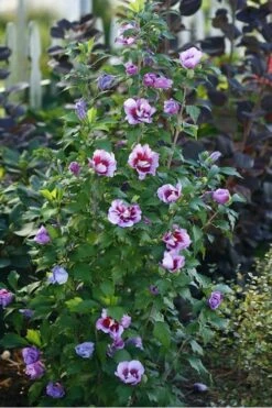 Purple Pillar Rose Of Sharon - 3 Gallon Pot 12 Purple Pillar Rose Of Sharon - 3 Gallon Pot -Wilson Bros Gardens rose of sharon purple pillar 20