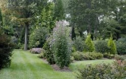 Purple Pillar Rose Of Sharon - 3 Gallon Pot 11 Purple Pillar Rose Of Sharon - 3 Gallon Pot -Wilson Bros Gardens rose of sharon purple pillar 21