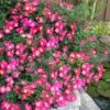 Pink Drift Groundcover Rose - 3 Gallon Pot -Wilson Bros Gardens rose pink drift 10 1