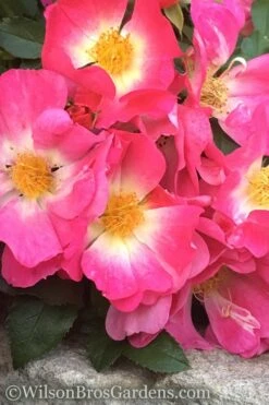 Pink Drift Groundcover Rose - 3 Gallon Pot -Wilson Bros Gardens rose pink drift 11 1