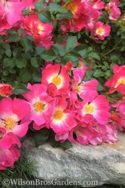 Pink Drift Groundcover Rose - 3 Gallon Pot -Wilson Bros Gardens rose pink drift 12 1