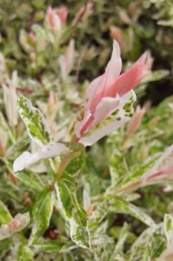 Flamingo Dappled Willow (Shrub Form) - 3 Gallon Pot 15 Flamingo Dappled Willow (Shrub Form) - 3 Gallon Pot -Wilson Bros Gardens salix integra flamingo dappled willow bush 3 1