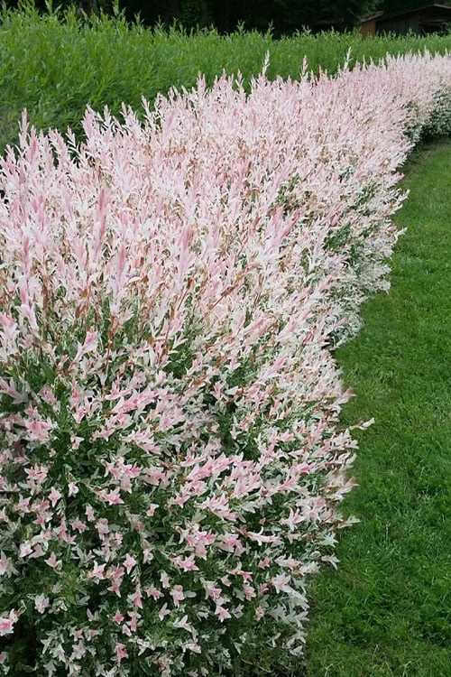 Flamingo Dappled Willow (Shrub Form) - 3 Gallon Pot 6 Flamingo Dappled Willow (Shrub Form) - 3 Gallon Pot - Image 4
