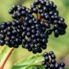 Adam's American Elderberry (Sambucus Canadensis) - 1 Gallon Pot -Wilson Bros Gardens sambucus canadensis cadams american elderberry 1