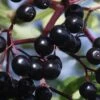 American Elderberry (Sambucus Nigra Canadensis) - 3 Gallon Pot -Wilson Bros Gardens sambucus nigra canadensis common elderberry 13