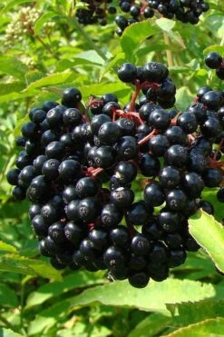 Adam's American Elderberry (Sambucus Canadensis) - 1 Gallon Pot -Wilson Bros Gardens sambucus nigra canadensis common elderberry 4