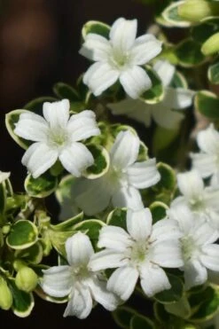 Variegated Snowbush (Serissa Japonica) - 1 Gallon Pot -Wilson Bros Gardens serissa foetida variegata snowbush 5