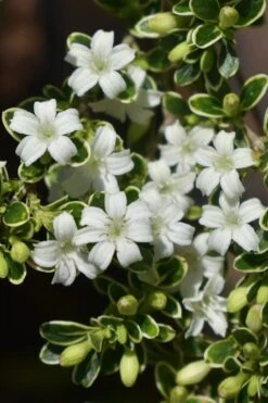 Variegated Snowbush (Serissa Japonica) - 3 Gallon Pot -Wilson Bros Gardens serissa foetida variegata snowbush 6 1