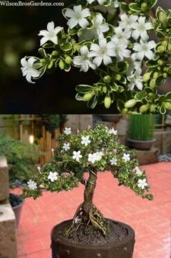 Variegated Snowbush (Serissa Japonica) - 3 Gallon Pot -Wilson Bros Gardens serissa foetida variegata snowbush 7 1