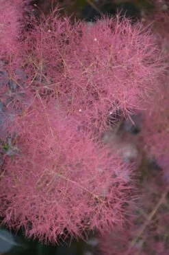 Grace Pink Flowering Smoke Tree - 5 Gallon Pot 12 Grace Pink Flowering Smoke Tree - 5 Gallon Pot -Wilson Bros Gardens smoketree grace 8 1