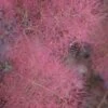Grace Pink Flowering Smoke Tree - 3 Gallon Pot -Wilson Bros Gardens smoketree grace 8