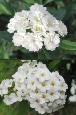 Reeves Bridal Wreath Spirea - 1 Gallon Pot -Wilson Bros Gardens spirea reeves flowers double and single 1 1