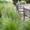 Pony Tails Mexican Feather Grass (Stipa Tennuissima) - 3 Pack Of Quart Pots -Wilson Bros Gardens stipa tenuissima ponytails mexican feather grass 102