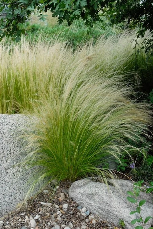 Pony Tails Mexican Feather Grass (Stipa Tennuissima) - 3 Pack Of Quart Pots 8 Pony Tails Mexican Feather Grass (Stipa Tennuissima) - 3 Pack Of Quart Pots - Image 6