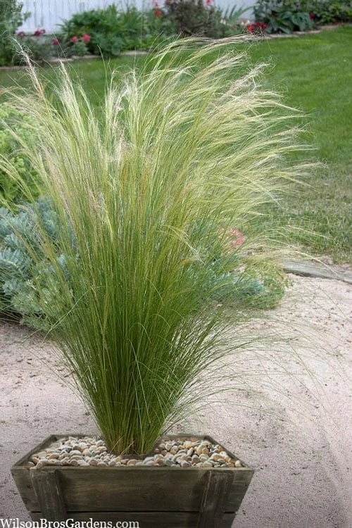 Pony Tails Mexican Feather Grass (Stipa Tennuissima) - 3 Pack Of Quart Pots 7 Pony Tails Mexican Feather Grass (Stipa Tennuissima) - 3 Pack Of Quart Pots - Image 5