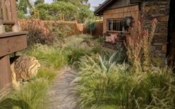 Pony Tails Mexican Feather Grass (Stipa Tennuissima) - 3 Pack Of Quart Pots 18 Pony Tails Mexican Feather Grass (Stipa Tennuissima) - 3 Pack Of Quart Pots -Wilson Bros Gardens stipa tenuissima ponytails mexican feather grass 115