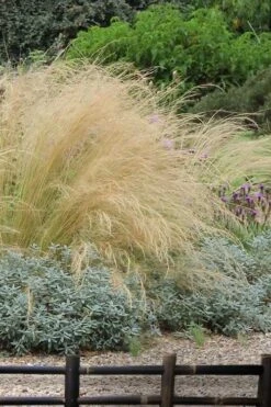 Pony Tails Mexican Feather Grass (Stipa Tennuissima) - 3 Pack Of Quart Pots 17 Pony Tails Mexican Feather Grass (Stipa Tennuissima) - 3 Pack Of Quart Pots -Wilson Bros Gardens stipa tenuissima ponytails mexican feather grass 117