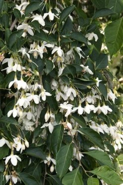 Fragrant Fountain Weeping Japanese Snowbell Tree - 5 Gallon Pot -Wilson Bros Gardens styrax japonica fragrant fountain weeping japanese snowbell tree 4