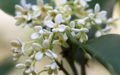 Fragrant White Tea Olive - 7 Gallon Pot (3-4') -Wilson Bros Gardens tea olive flowers closeup