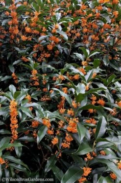 Fragrant Orange Tea Olive - Osmanthus Fragrans Aurantiacus - 1 Gallon Pot -Wilson Bros Gardens tea olive orange 103