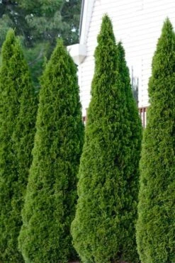 Emerald Green Arborvitae - 1 Gallon Pot -Wilson Bros Gardens thuja occidentalis emerald green arborvitae 101
