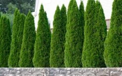 Emerald Green Arborvitae - 1 Gallon Pot -Wilson Bros Gardens thuja occidentalis emerald green arborvitae 102