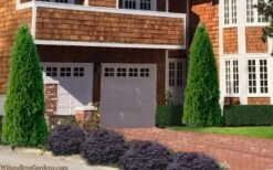 Emerald Green Arborvitae - 1 Gallon Pot -Wilson Bros Gardens thuja occidentalis emerald green arborvitae 106