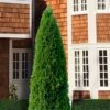 Emerald Green Arborvitae - 1 Gallon Pot 1 Emerald Green Arborvitae - 1 Gallon Pot -Wilson Bros Gardens thuja occidentalis emerald green arborvitae 107