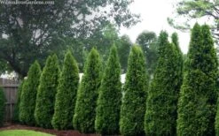 Emerald Green Arborvitae - 1 Gallon Pot -Wilson Bros Gardens thuja occidentalis emerald green arborvitae 109
