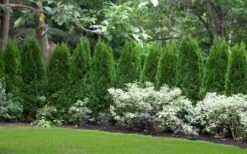 Emerald Green Arborvitae - 1 Gallon Pot -Wilson Bros Gardens thuja occidentalis emerald green arborvitae 110