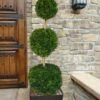 Emerald Green Arborvitae Poodle Tier Topiary (3 Ball) - 5 Gallon Pot -Wilson Bros Gardens thuja occidentalis emerald green arborvitae 3 ball poodle tier topiary 1