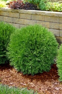Planet Earth Arborvitae - 3 Gallon Pot 10 Planet Earth Arborvitae - 3 Gallon Pot -Wilson Bros Gardens thuja occidentalis planet earth arborvitae 4
