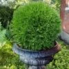 Planet Earth Arborvitae - 3 Gallon Pot 2 Planet Earth Arborvitae - 3 Gallon Pot -Wilson Bros Gardens thuja occidentalis planet earth arborvitae 6